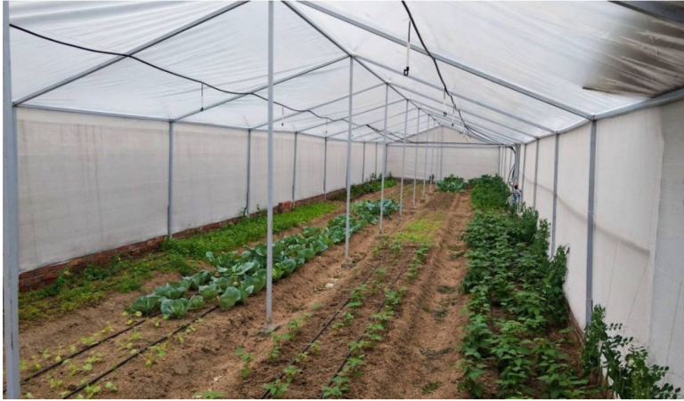Veda5 Organic Firm