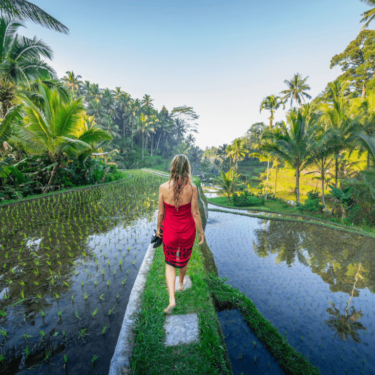 Woman walking through rice field.